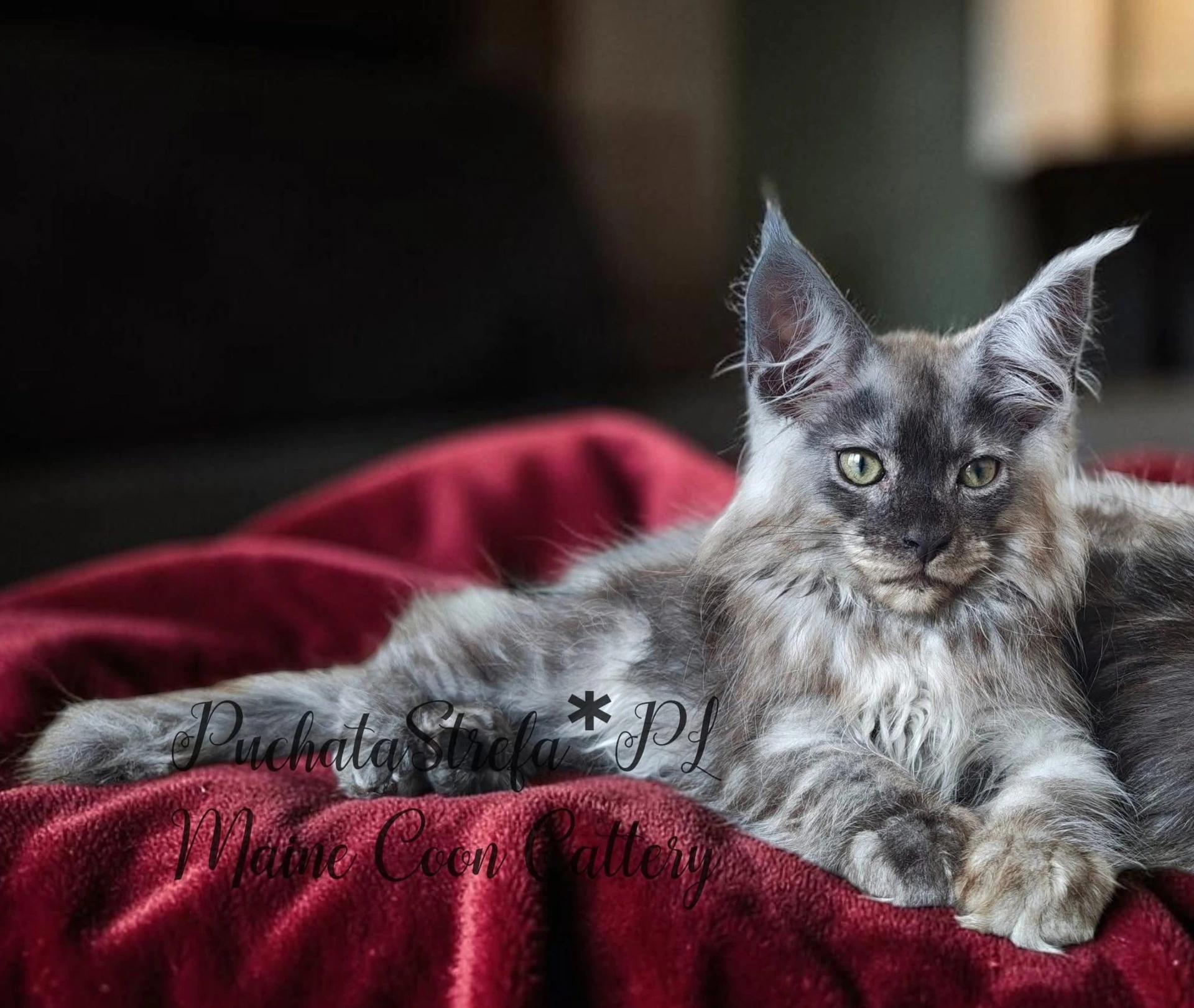 Caspian kocur Maine Coon Kotopolis — portret, hodowla Puchatastrefa*PL