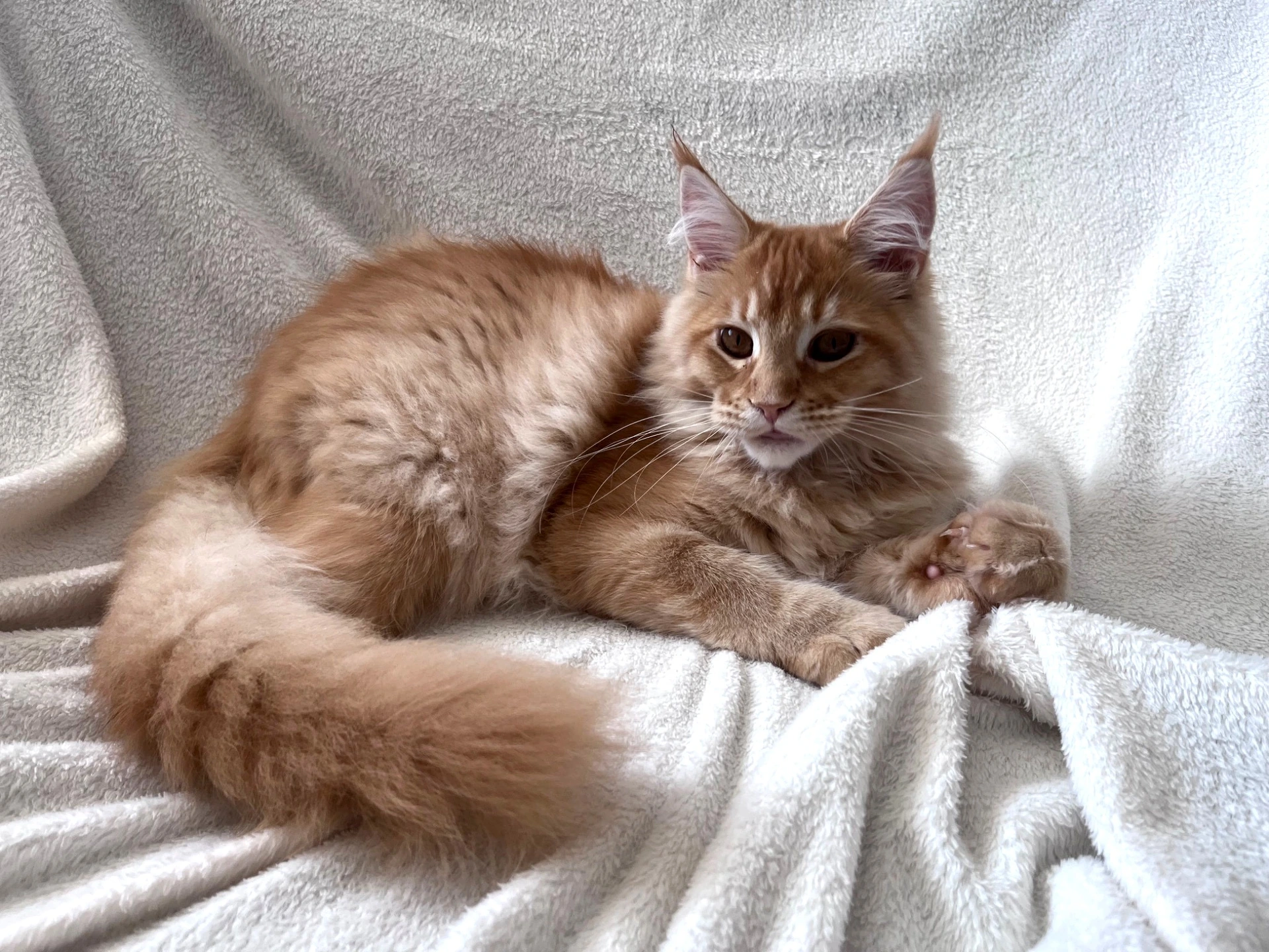 Alice Maine Coon Kotopolis — puszysty ogon