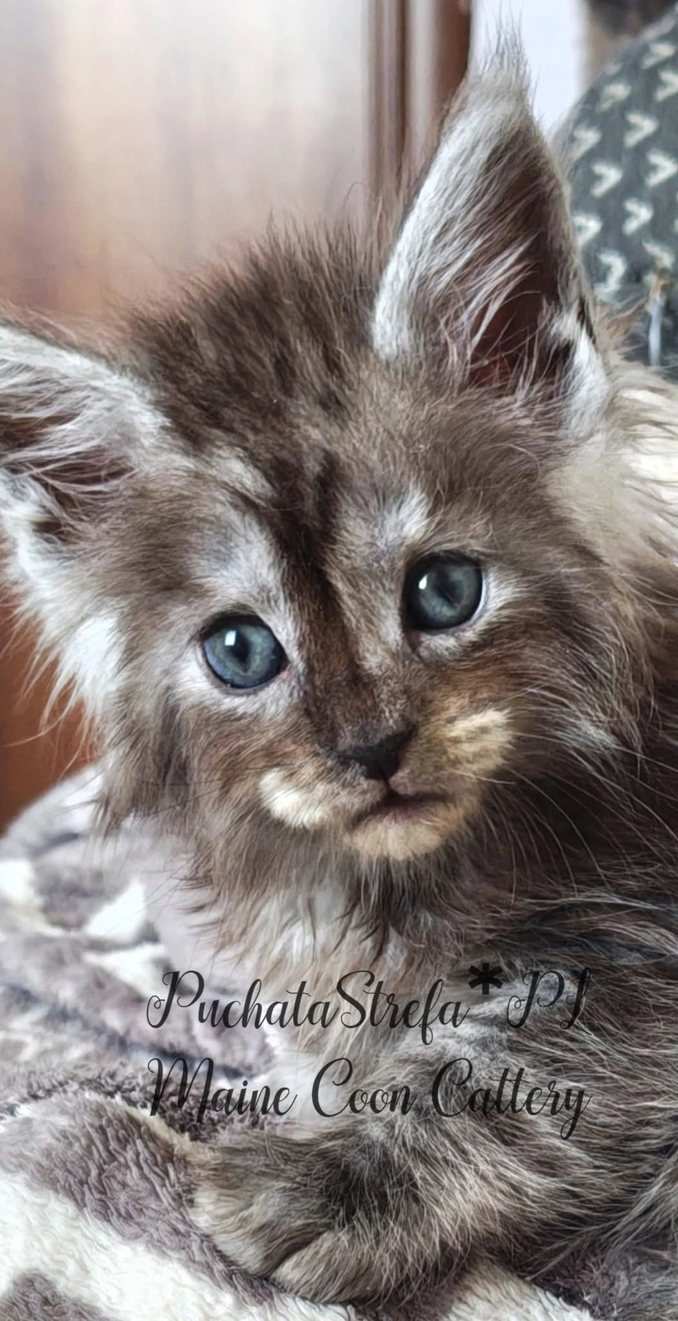 Caspian Maine Coon Kotopolis — młody kocur, Puchatastrefa*PL